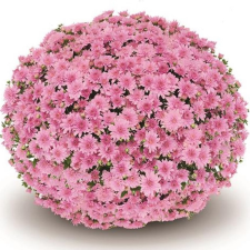 Latin Name: Chrysanthemum x morifolium
<br/>
Common Name: Begian Fonti Pink Mum
