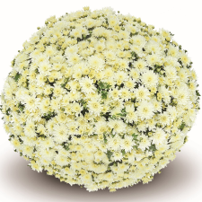 Latin Name: Chrysanthemum x mortifolium 
<br/>
Common Name: Belgian Fonti White
