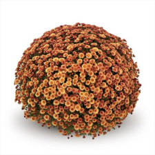 Latin Name: Chrysanthemum morifolium 
<br/>
Common Name: Belgian Staviski Orange
