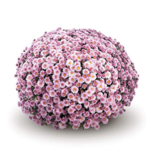 Latin Name: Chrysanthemum x morifolium
<br/>
Common Name: Staviski Pink
