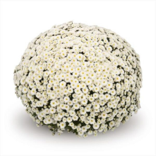 Latin Name: Chrysanthemum morifolium 
<br/>
Common Name: Belgian Staviski White
<br/>
