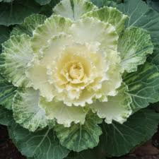 Latin Name: Brassica oleracea
<br/>
Common Name: Osaka White Flowering Cabbage
