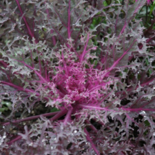 Latin Name: Brassica oleracea var. acephala
<br/>
Common Name: Peacock Red Flowering Kale
