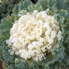 Latin Name: Brassica oleracea var. acephala
<br/>
Common Name: Kale Kamome White
