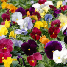 Latin Name: Viola x wittrockiana
<br/>
Common Name: Pansy Matrix Clear Mix
