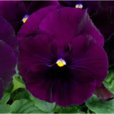 Latin Name: Viola x wittrockiana
<br/>
Common Name: Pansy Matrix Purple
