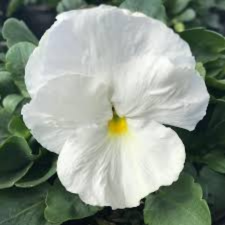 Latin Name: Viola x wittrockiana
<br/>
Common Name: Pansy Matrix White
