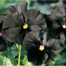 Latin Name: Viola x wittrockiana
<br/>
Common Name: Pansy Atlas Black
